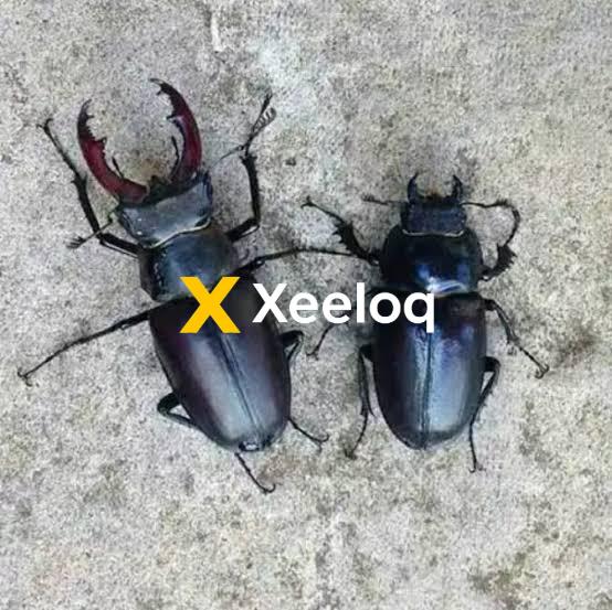 stag beetle price in nigeria