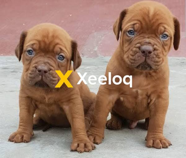 French Mastiff Dog for Sale - Dogue de Bordeaux